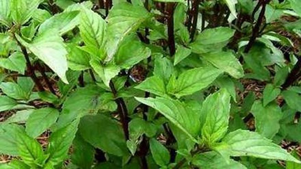 Húng chó và công dụng kỳ diệu cho sức khỏe