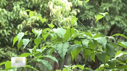 ham uong che vang sau sinh: coi chung mat sua! - 3