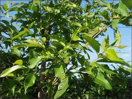 Lá vối trị bệnh gout