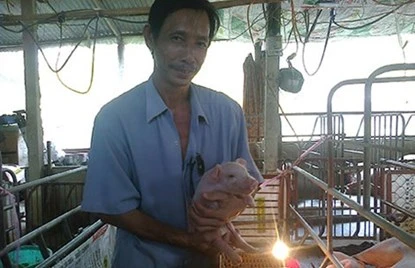 Lúc rảnh rỗi, anh Phương thường ra chuồng trò chuyện, ẵm bồng bầy heo.