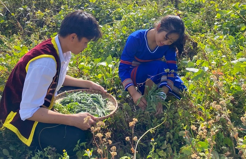 Ngoài giờ học. Y Thảo và Cường đi tìm và hái cây ngải dại để làm xà phòng tắm.