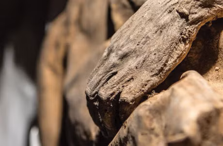 Them nhieu phat hien moi ve xac uop lien quan den y hoc - Anh 1