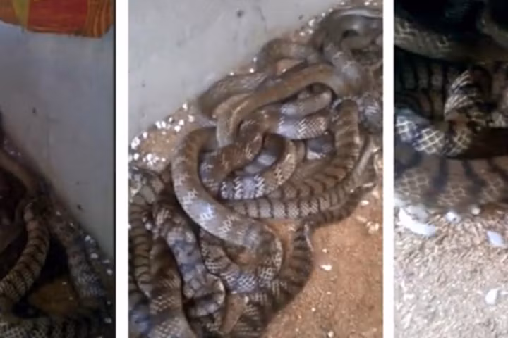 Hàng chục con rắn hổ vện cuộn tròn dưới mái tôn