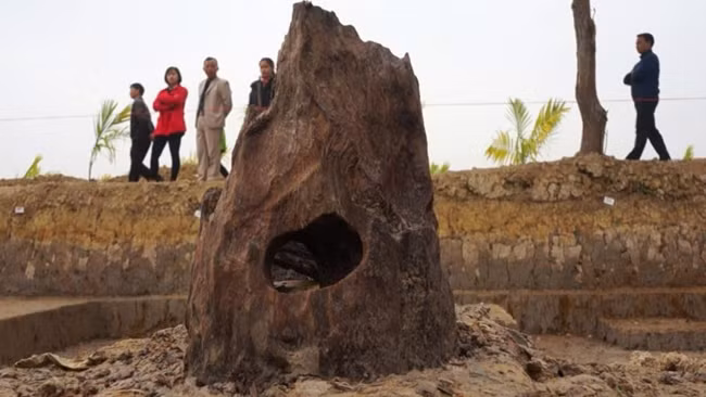 Bãi cọc ở Cao Quý thu hút sự quan tâm của các nhà sử học và người dân.