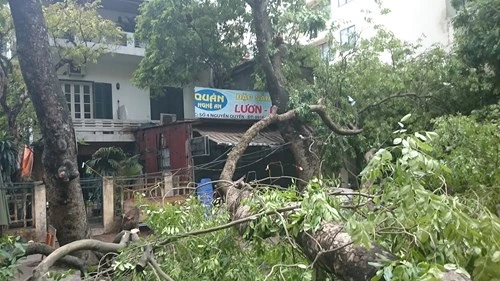 Cây đổ ngổn ngang trên đường phố Hà Nội sau cơn dông lốc chiều 13/6. Ảnh: giaoducthoidai.vn
