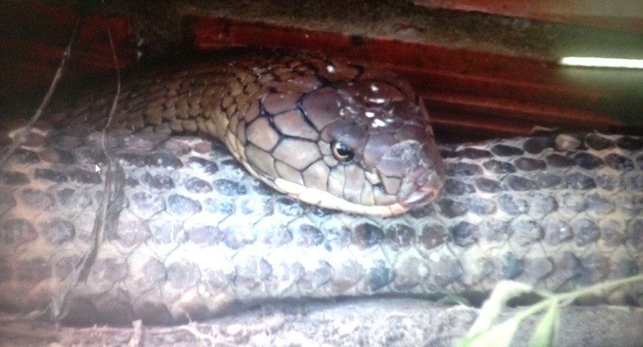 Cặp rắn được nhân viên của Tập đoàn Sao Mai bắt được tại vùng rừng núi thuộc núi Cấm (huyện Tịnh Biên, An Giang)