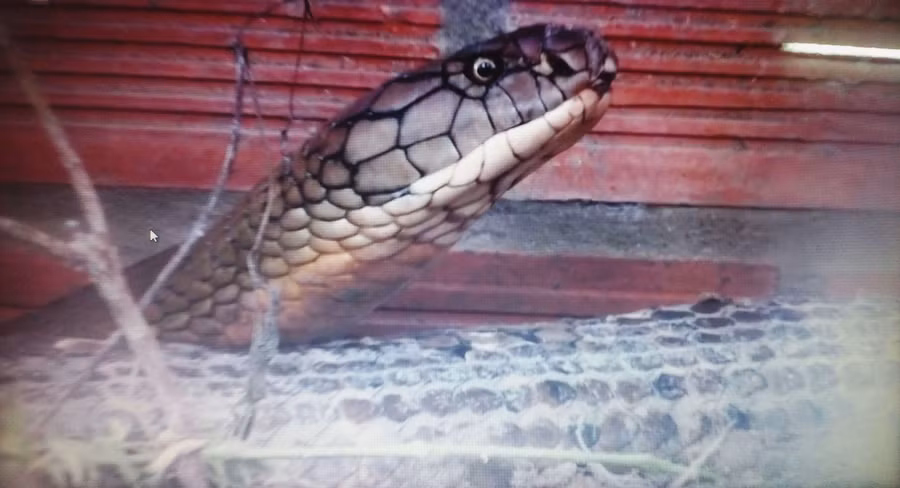 Cặp rắn hổ mây trọng lượng trên 34kg, chiều dài mỗi con trên 4 mét