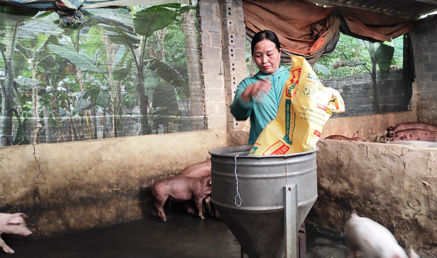 Bà Đào Thị Phương chăn nuôi lợn, gà ở nhà. Ảnh: TG