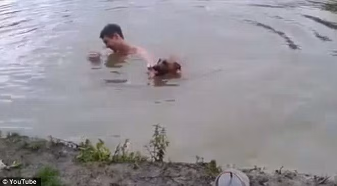 Chú chó dũng cảm lao xuống hồ cứu người chủ chết đuối ảnh 1