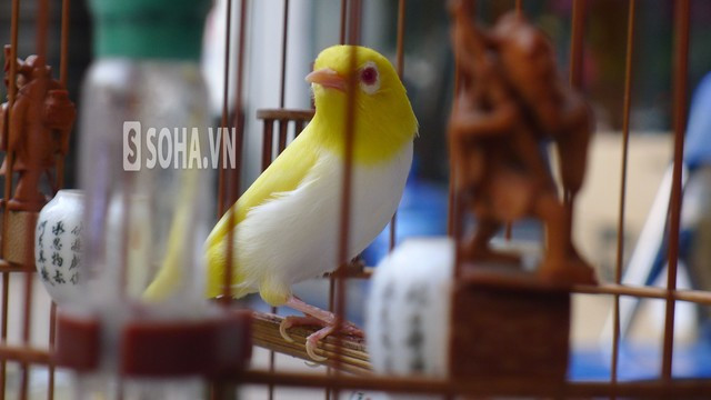 Chim hoàng khuyên 15.000 USD, đại gia Hà Thành vẫn không bán ảnh 4 Một tháng tắm cho chim từ 2-3 lần