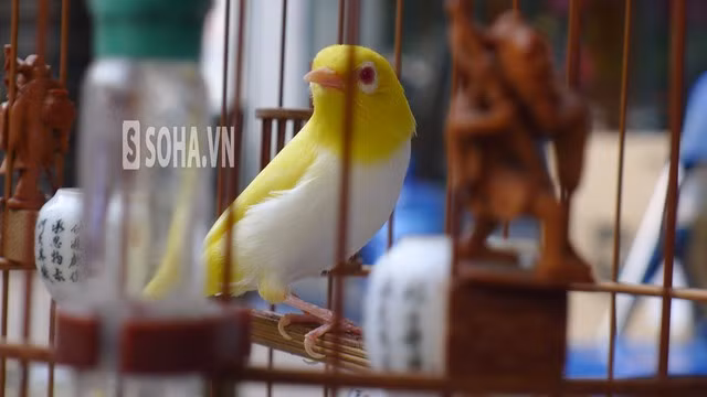 Một tháng tắm cho chim từ 2-3 lần