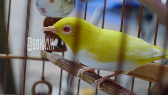 Chim hoàng khuyên 15.000 USD, đại gia Hà Thành vẫn không bán ảnh 5 Chim biến đổi gen có giá hàng nghìn đô la nên được bảo vệ kỹ lưỡng