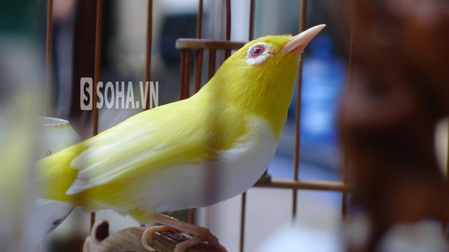 Chim hoàng khuyên 15.000 USD, đại gia Hà Thành vẫn không bán ảnh 1 Cận cảnh con chim biến đổi gen của Tú lốp