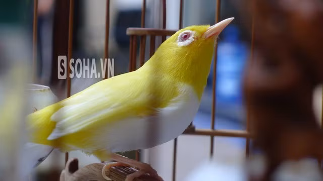 Cận cảnh con chim biến đổi gen của Tú lốp