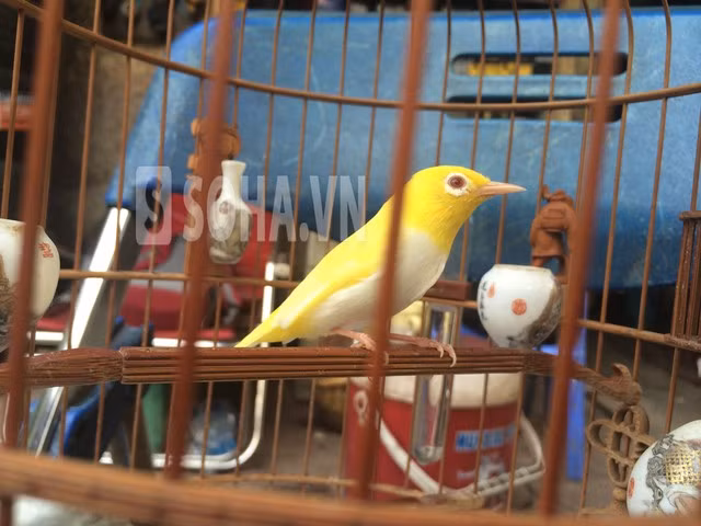 Con chim biến đổi gen vô giá của Tú lốp