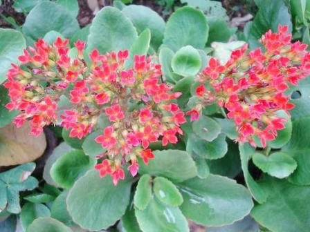Công dụng chữa bệnh kỳ diệu của cây lá bỏng