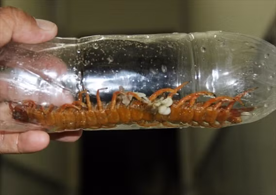 Trước đó trong khi đang dự tiệc, chồng chị Lin Ca còn bị một con rết dài 20cm bò trong ống quần, thấy ống chân buồn buồn liền vén ống quần lên, và đã giật mình khi nhìn thấy con rết bự đang bám vào chân mình.