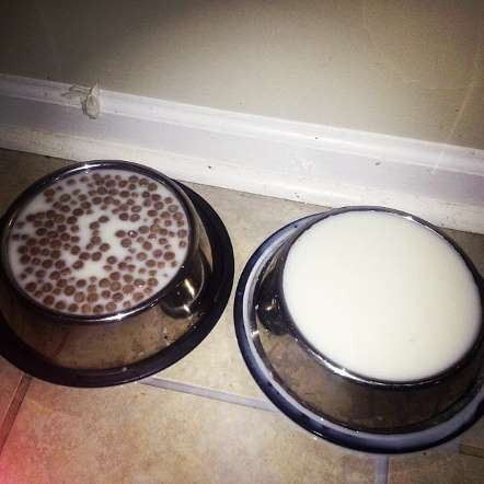 Bổ sung thêm sữa vào thức ăn của chó vì nghĩ chó cũng cần can xi như mình. 18-2990-1415480509.jpg