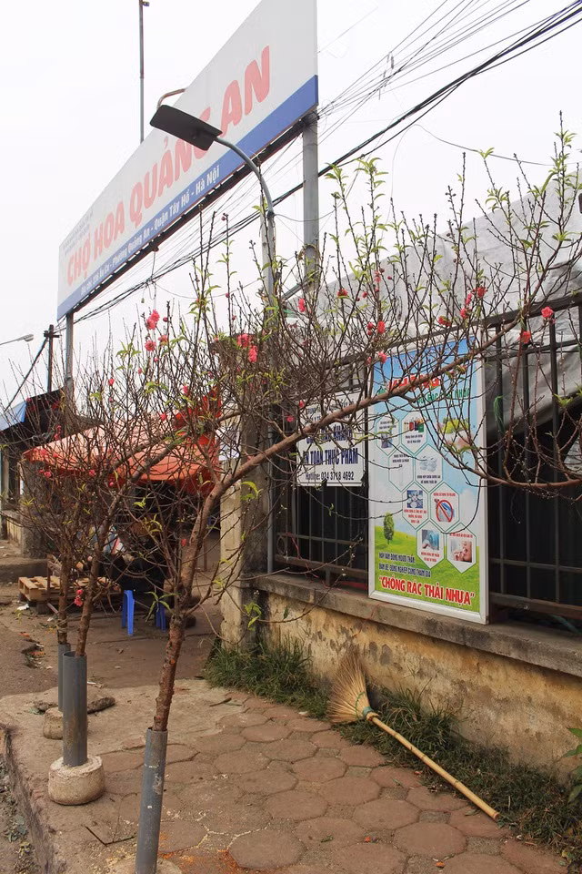 Hoa đào được bày bán sớm tại chợ Quảng Bá (Hà Nội)