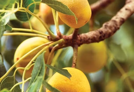 Khám phá loại quả Marula khiến voi ăn cũng “chân nam đá chân chiêu