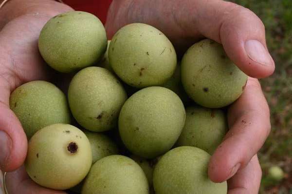 Khám phá loại quả Marula khiến voi ăn cũng “chân nam đá chân chiêu