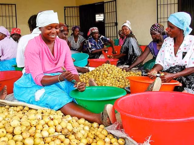 Khám phá loại quả Marula khiến voi ăn cũng “chân nam đá chân chiêu