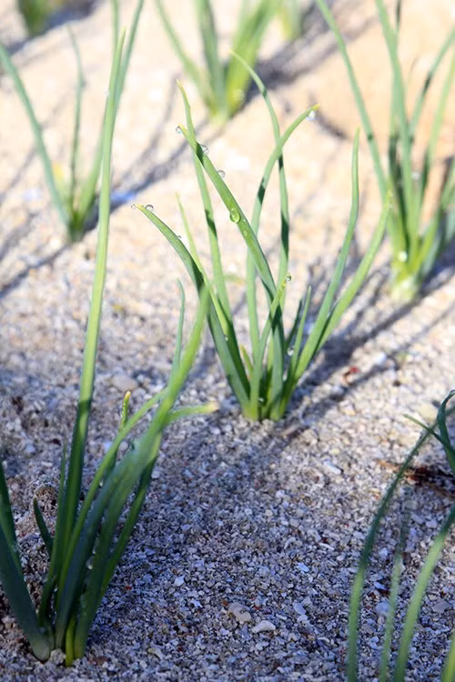 Thăm thủ phủ núi lửa của Việt Nam - ảnh 2