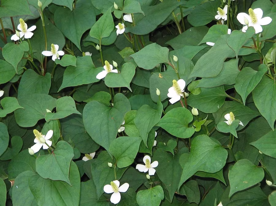 Cách làm nước ép rau diếp cá thanh nhiệt ngày hè