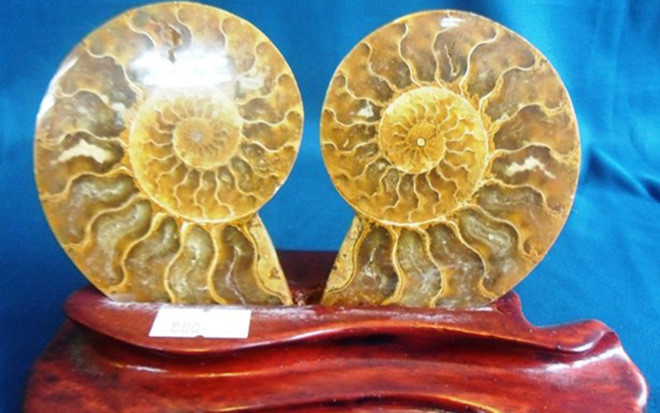 cận cảnh loài ốc quý hiếm, siêu đắt đỏ hình 8 can canh loai oc quy hiem, sieu dat do hinh 8
