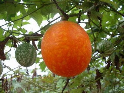 Hai loại quả hỗ trợ điều trị ung thư đại trực tràng