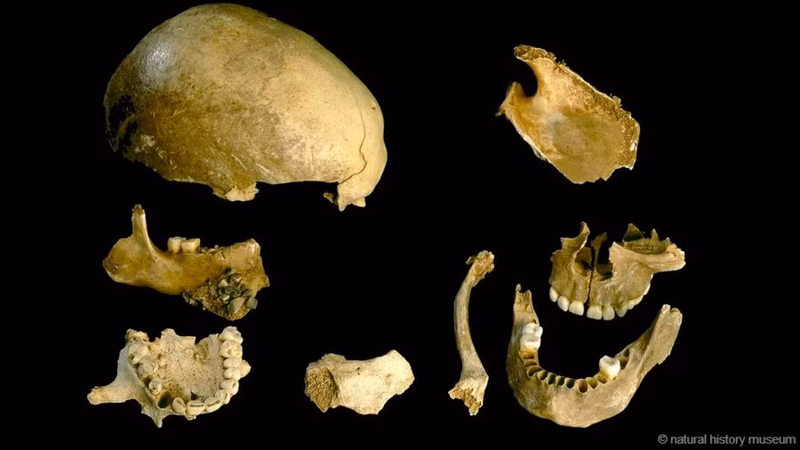 The human remains had evidence of chewing