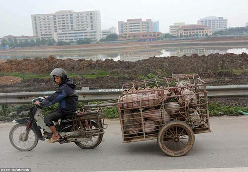 Báo Tây choáng với hình ảnh giao thông của người Việt ảnh 7 Báo Tây choáng với hình ảnh giao thông của người Việt - 7