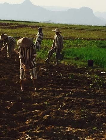 Phạm nhân Lê Văn Luyện lao động cải tạo tại Trại giam số 3. 19_pham104-470-1