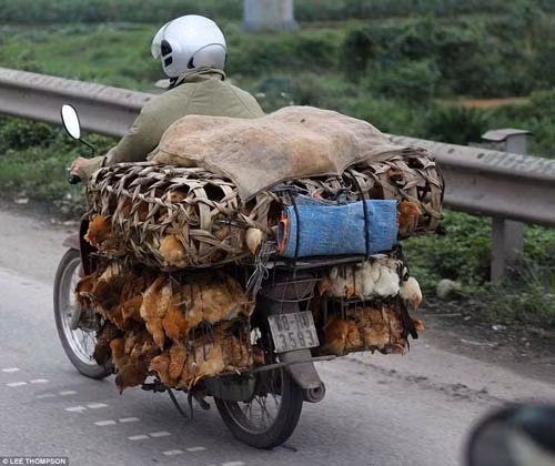 Báo Tây choáng với hình ảnh giao thông của người Việt - 2