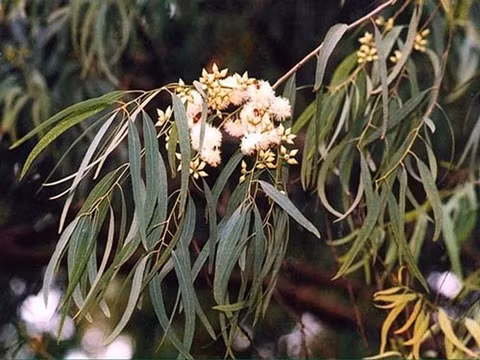 Những nơi chứa vàng thật quanh chúng ta không phải ai cũng biết