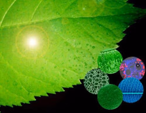 Ví dụ về lá sinh học.