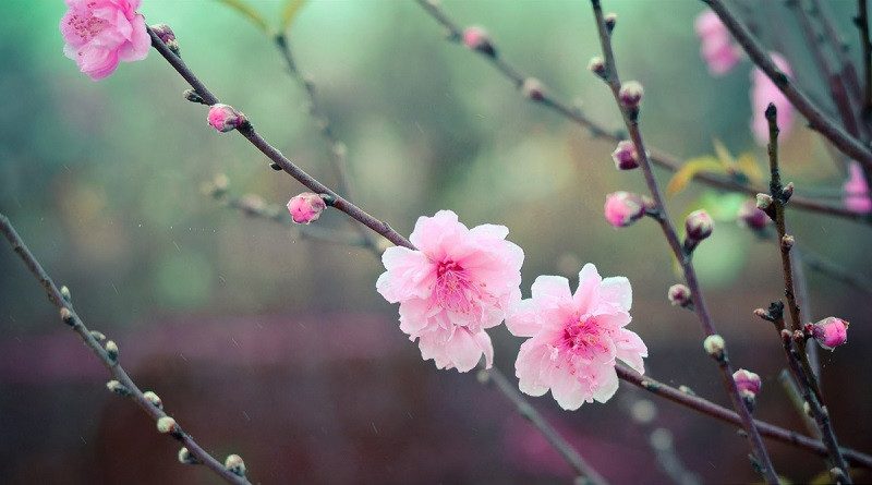 “Xuân vãn” (Cuối xuân) là một trong những thi phẩm xuất sắc nhất trong cõi thơ Trần Nhân Tông. Ảnh minh hoạ (Nguồn IT) “Xuân vãn” (Cuối xuân) là một trong những thi phẩm xuất sắc nhất trong cõi thơ Trần Nhân Tông. Ảnh minh hoạ (Nguồn IT)
