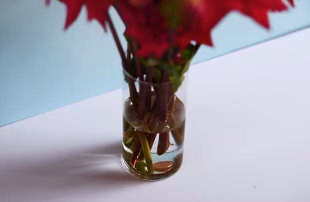 meo sieu hay lam song lai hoa heo khong phai ai cung biet - 1