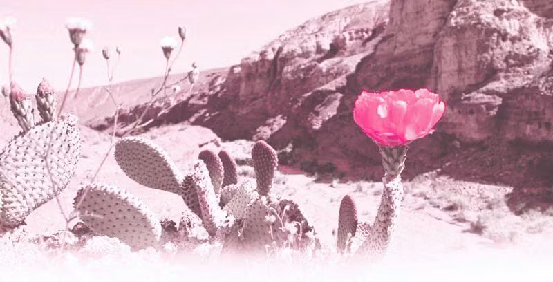 Ảnh minh họa: ITN