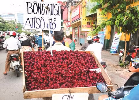 Hoa atisô đỏ có phải thần dược?