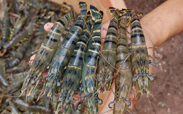 Ngắm "nhan sắc" 10 mặt hàng nông sản xuất khẩu tỷ USD ảnh 2