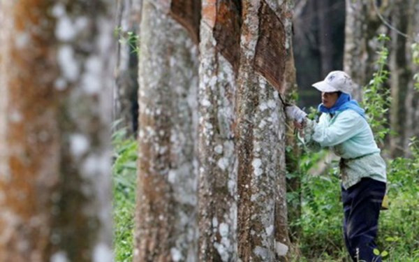 Ngắm "nhan sắc" 10 mặt hàng nông sản xuất khẩu tỷ USD ảnh 6