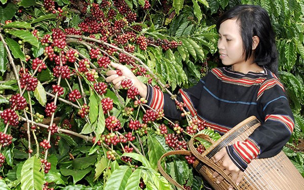 Ngắm "nhan sắc" 10 mặt hàng nông sản xuất khẩu tỷ USD ảnh 3