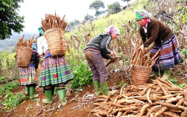 Ngắm "nhan sắc" 10 mặt hàng nông sản xuất khẩu tỷ USD ảnh 10