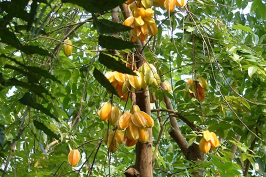 Thuở nhỏ, khế là một trong những loại quả được lũ trẻ săn lùng nhiều nhất.