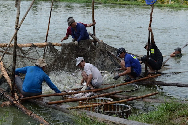 Thu hoạch cá tra ở miền Tây. Ảnh Minh Anh.