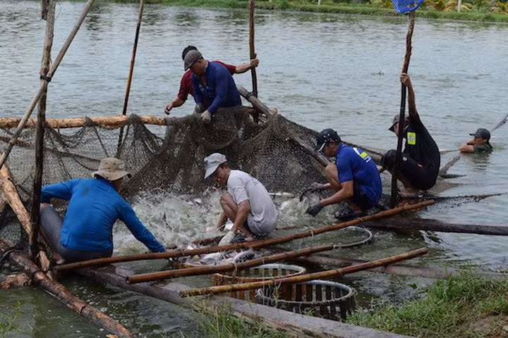 Thu hoạch cá tra ở miền Tây. Ảnh Minh Anh.