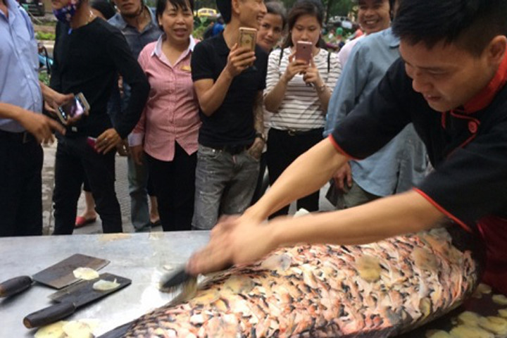"Thủy quái" sông Mê Kông "khủng" giá 200 triệu về Hà Nội phục vụ đại gia