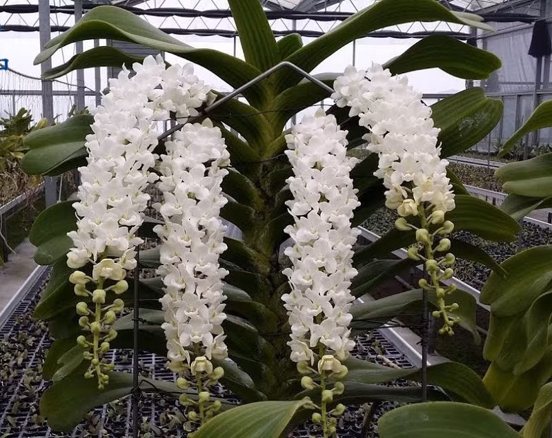 Lan Rhy đuôi cáo / đuôi chồn.