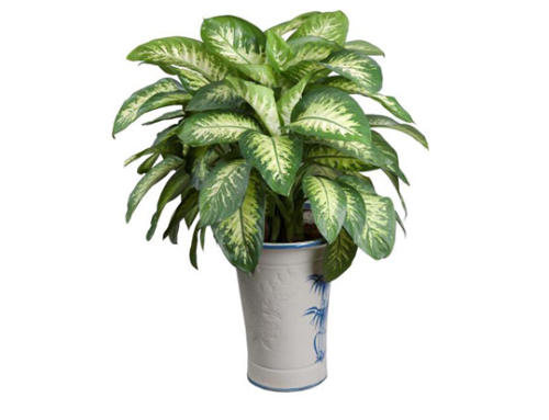 Những loại cây cảnh quen thuộc nhưng chứa nhiều độc tố ảnh 2 Ảnh minh họa